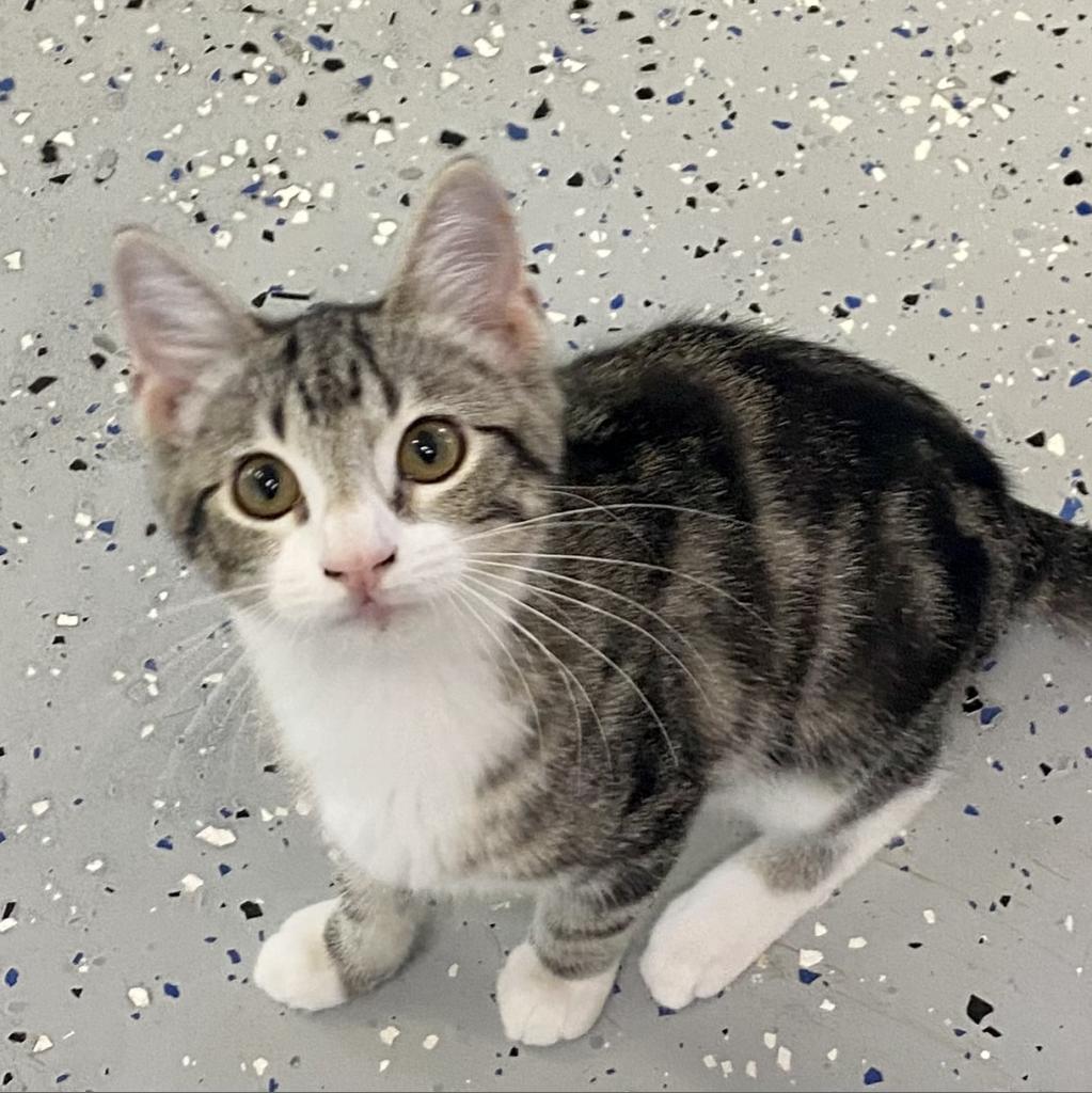 https://www.shelterluv.com/sites/default/files/animal_pics/4980/2023/09/19/08/20230919082708.png