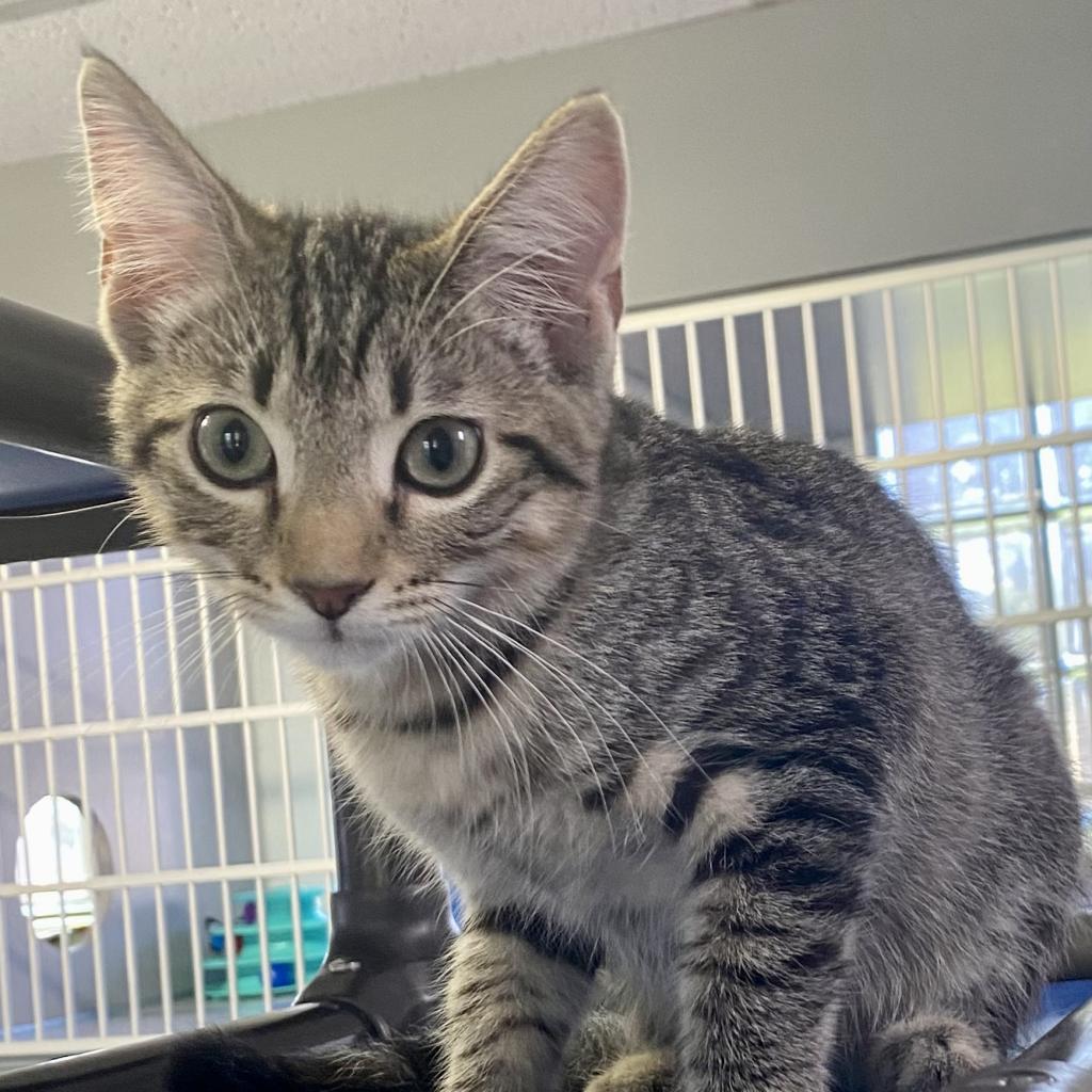 https://www.shelterluv.com/sites/default/files/animal_pics/4980/2023/09/19/08/20230919082816.png