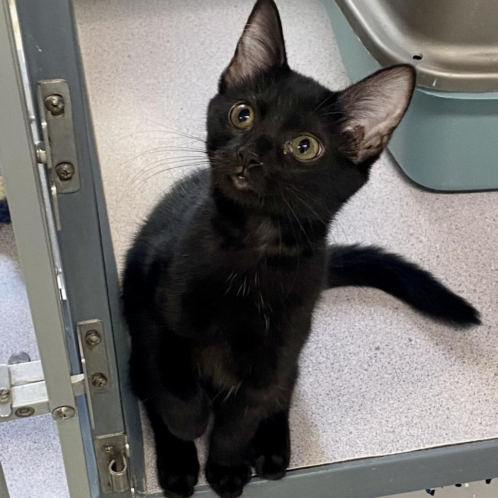 https://www.shelterluv.com/sites/default/files/animal_pics/4980/2023/09/19/08/20230919082900.png