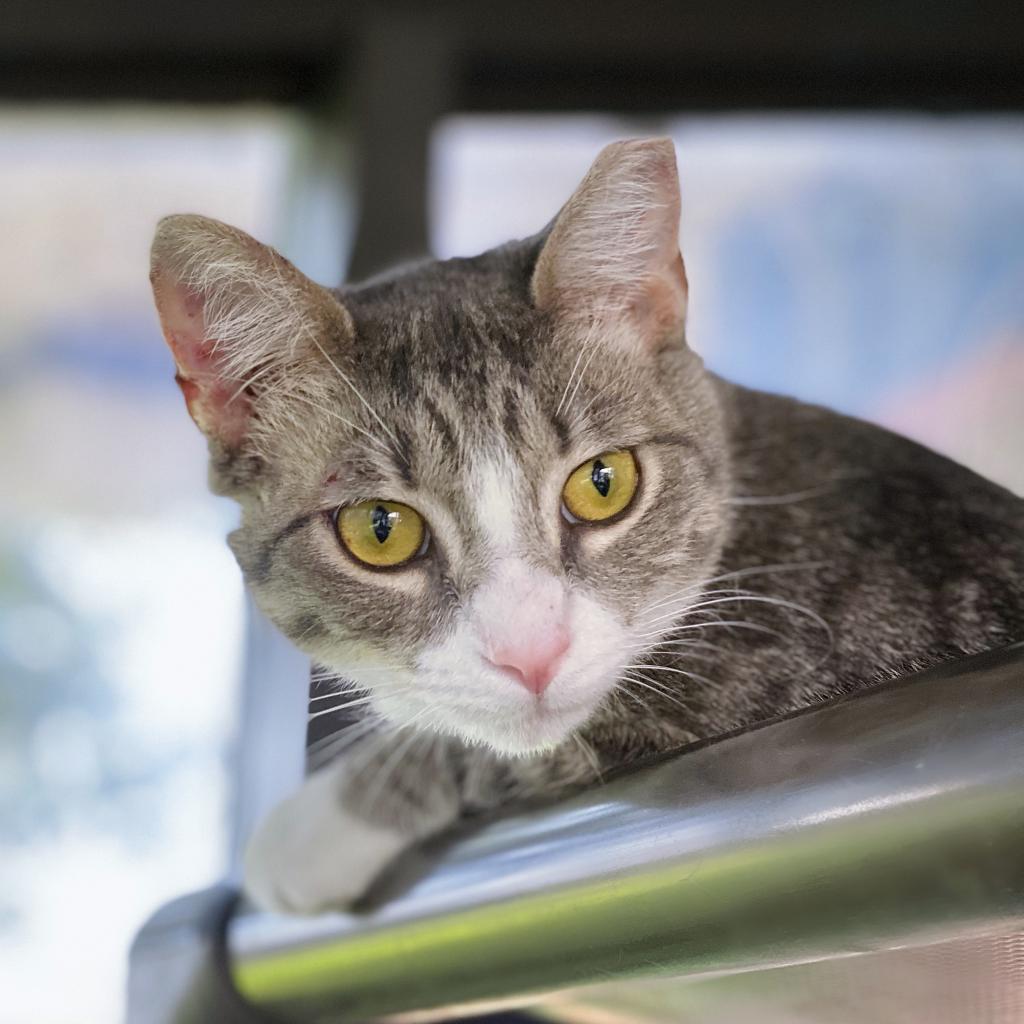 https://www.shelterluv.com/sites/default/files/animal_pics/4980/2023/09/19/12/20230919121739.png