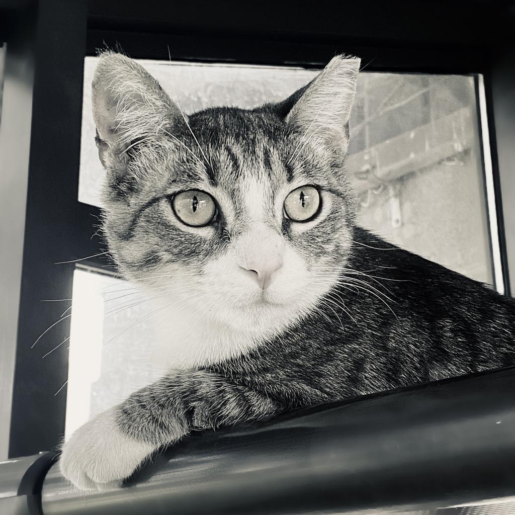 https://www.shelterluv.com/sites/default/files/animal_pics/4980/2023/09/19/12/20230919121757.png