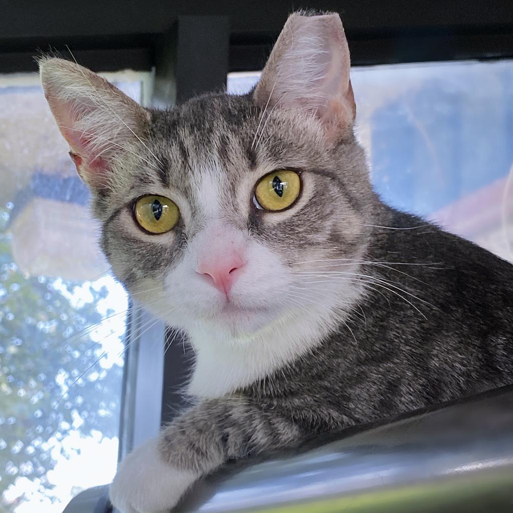 https://www.shelterluv.com/sites/default/files/animal_pics/4980/2023/09/19/12/20230919121816.png