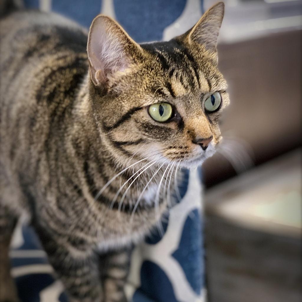 https://www.shelterluv.com/sites/default/files/animal_pics/4980/2023/09/21/11/20230921112328.png