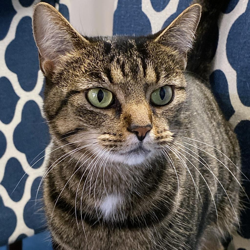 https://www.shelterluv.com/sites/default/files/animal_pics/4980/2023/09/21/11/20230921112349.png