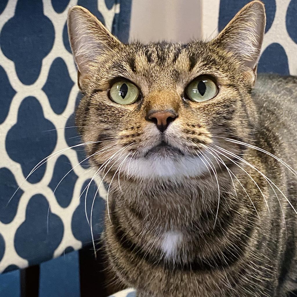 https://www.shelterluv.com/sites/default/files/animal_pics/4980/2023/09/21/11/20230921112413.png
