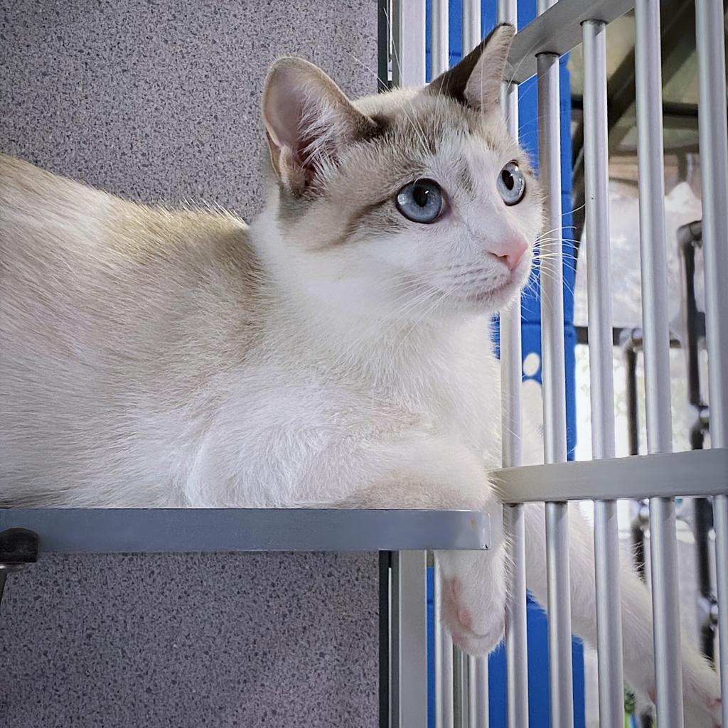 https://www.shelterluv.com/sites/default/files/animal_pics/4980/2023/09/21/11/20230921115008.png
