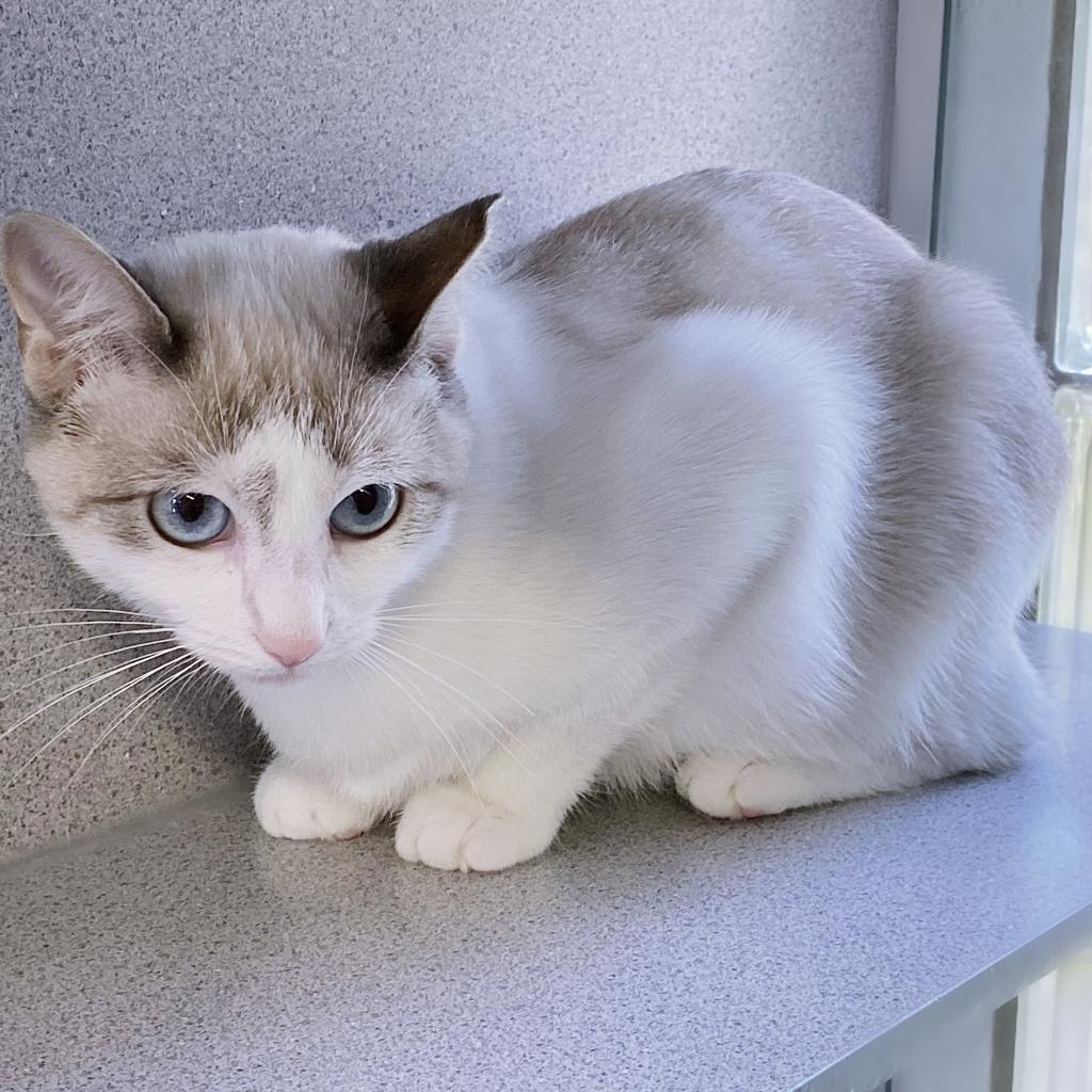 https://www.shelterluv.com/sites/default/files/animal_pics/4980/2023/09/21/11/20230921115044.png