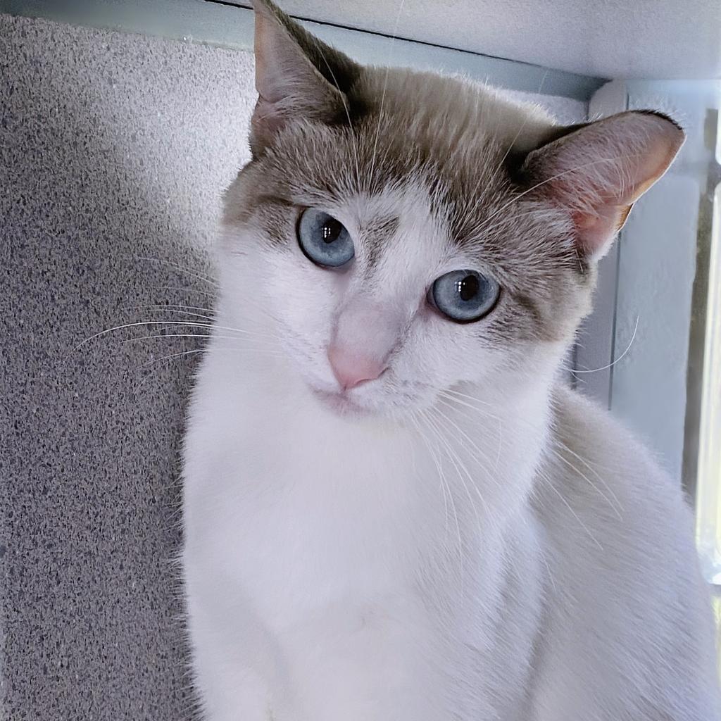 https://www.shelterluv.com/sites/default/files/animal_pics/4980/2023/09/21/11/20230921115126.png