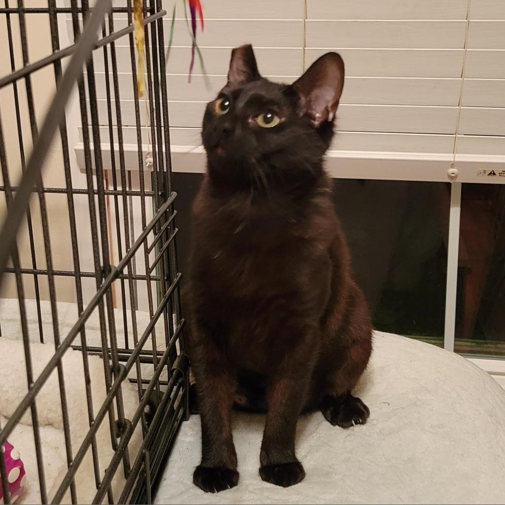 Available Cats – Heaven on Earth Available Cats – Heaven on Earth