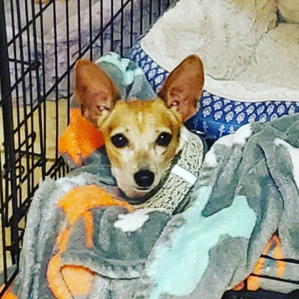 Helotes humane society nuance eyeliner