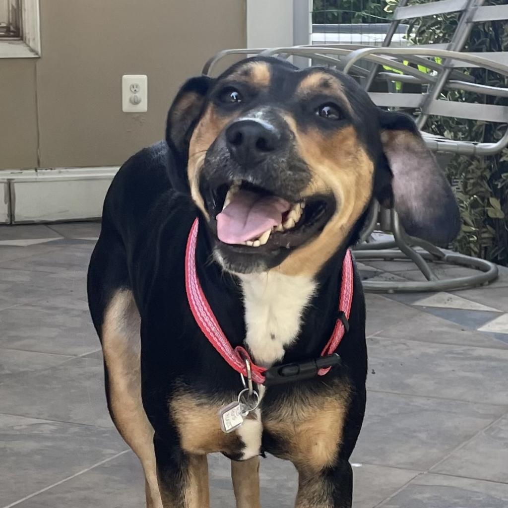 Dc lab best sale rescue