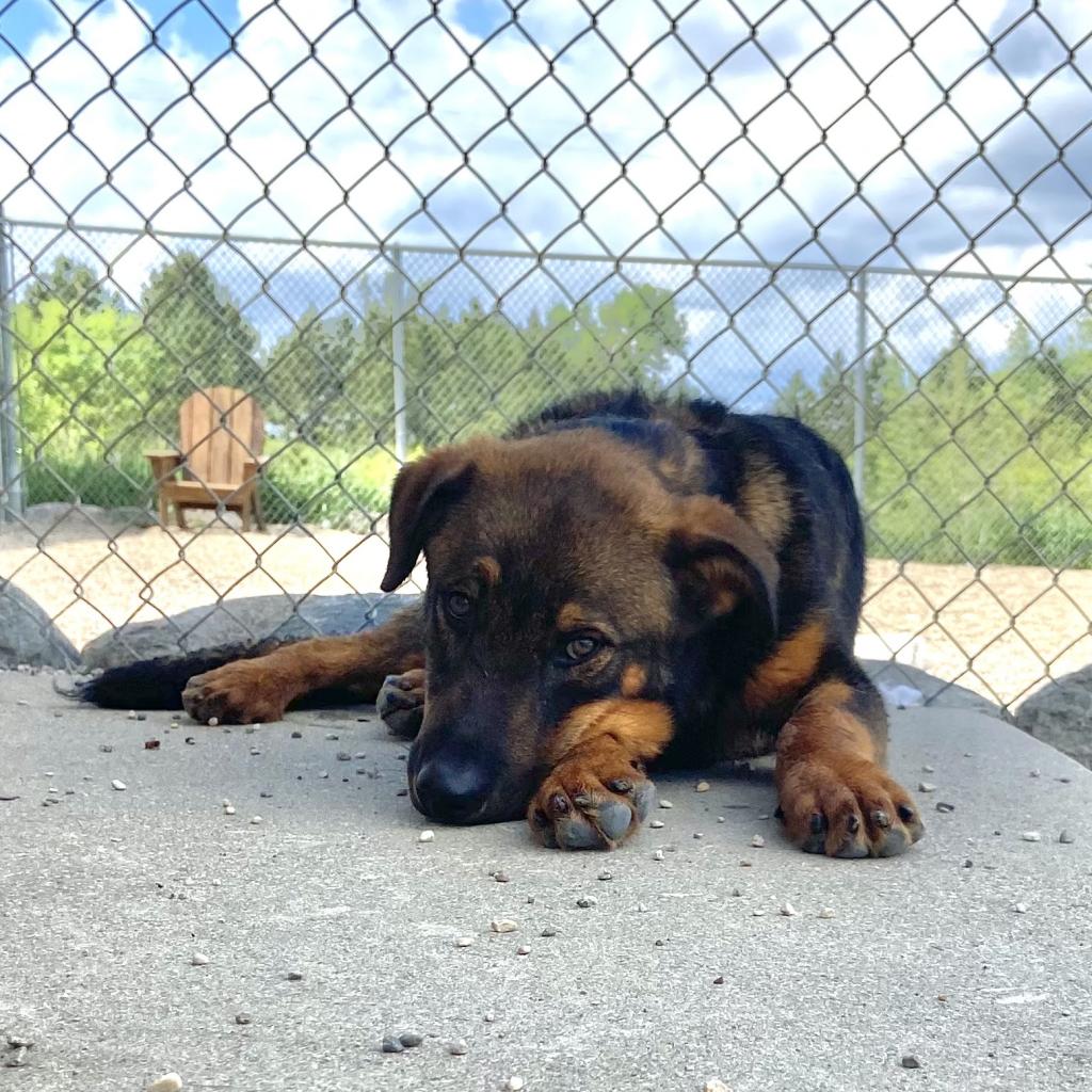 Dogs – Humane Society of the Lakes Dogs – Humane Society of the Lakes