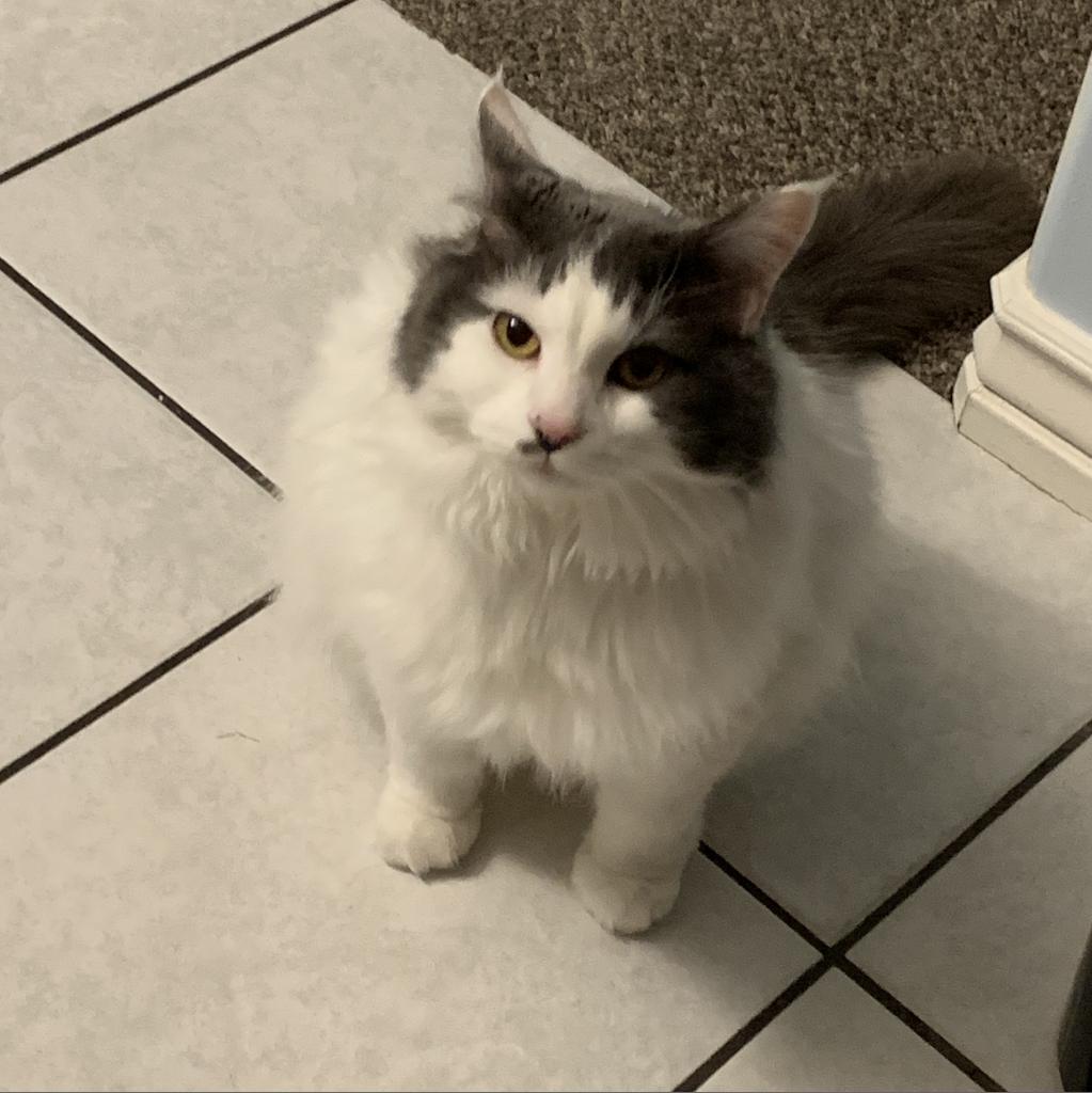 Humane Society Of Utah