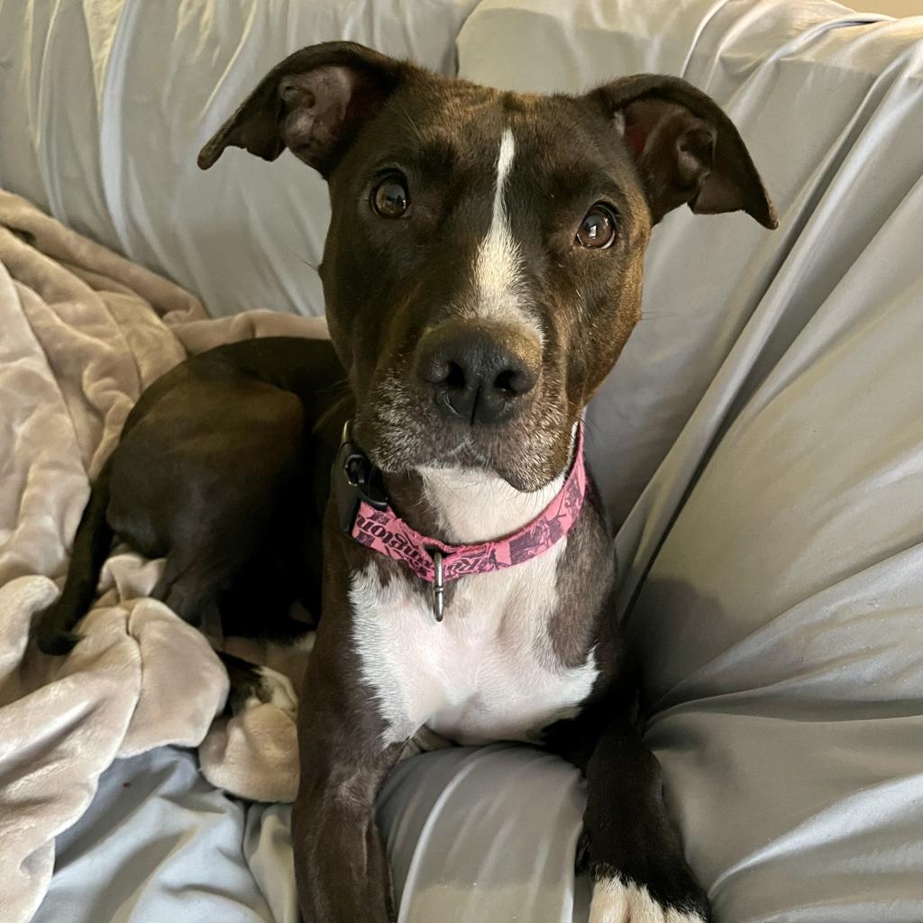 Stafford Animal Shelter Nj