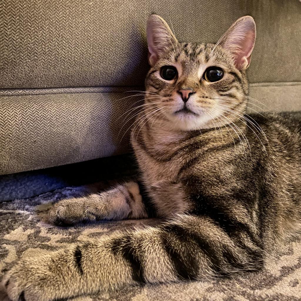 Cat adoption durham 2025