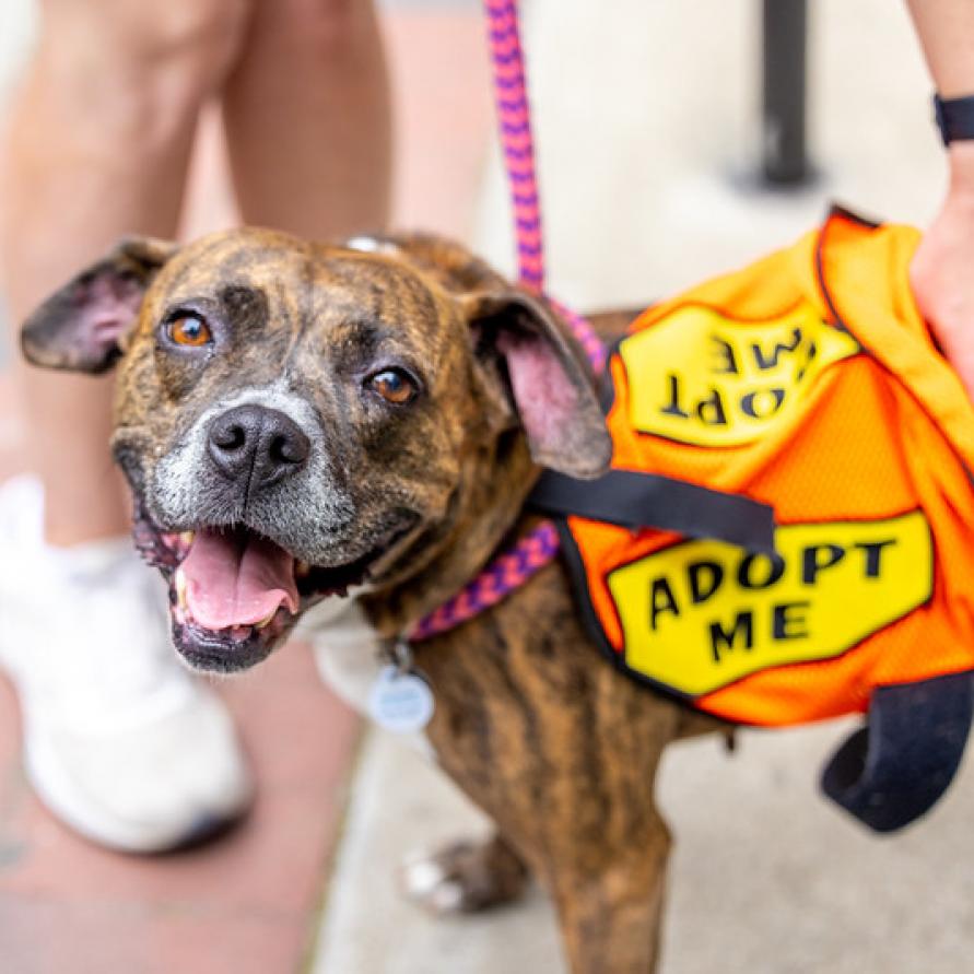 Adopt Me Dog Vest Adopt Me Dog Jacket for Foster Dogs 