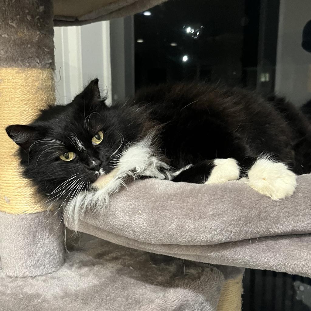 Tuxedo cat for adoption near best sale me