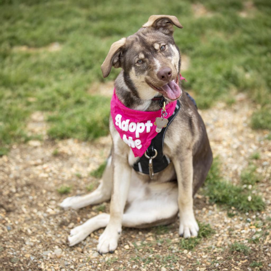 Meet Our Dogs Independent Animal Rescue