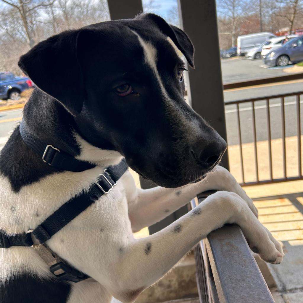 Lost Dog Rescue