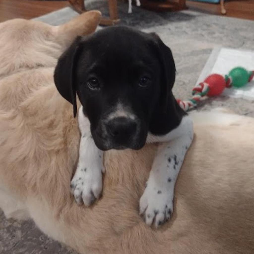 Lost Dog Rescue