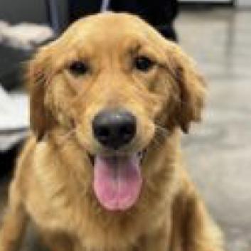 Adoptagolden hot sale