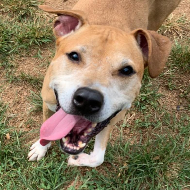 Adoptable Dogs Lynchburg Humane Society