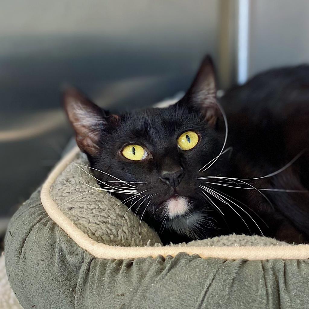 Adoptable Cats Lynchburg Humane Society