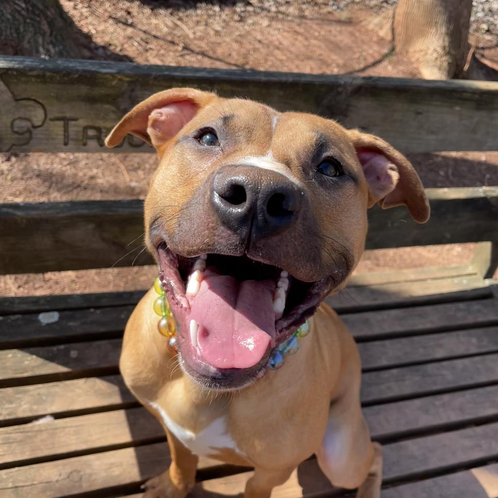 Lynchburg sales spca dogs