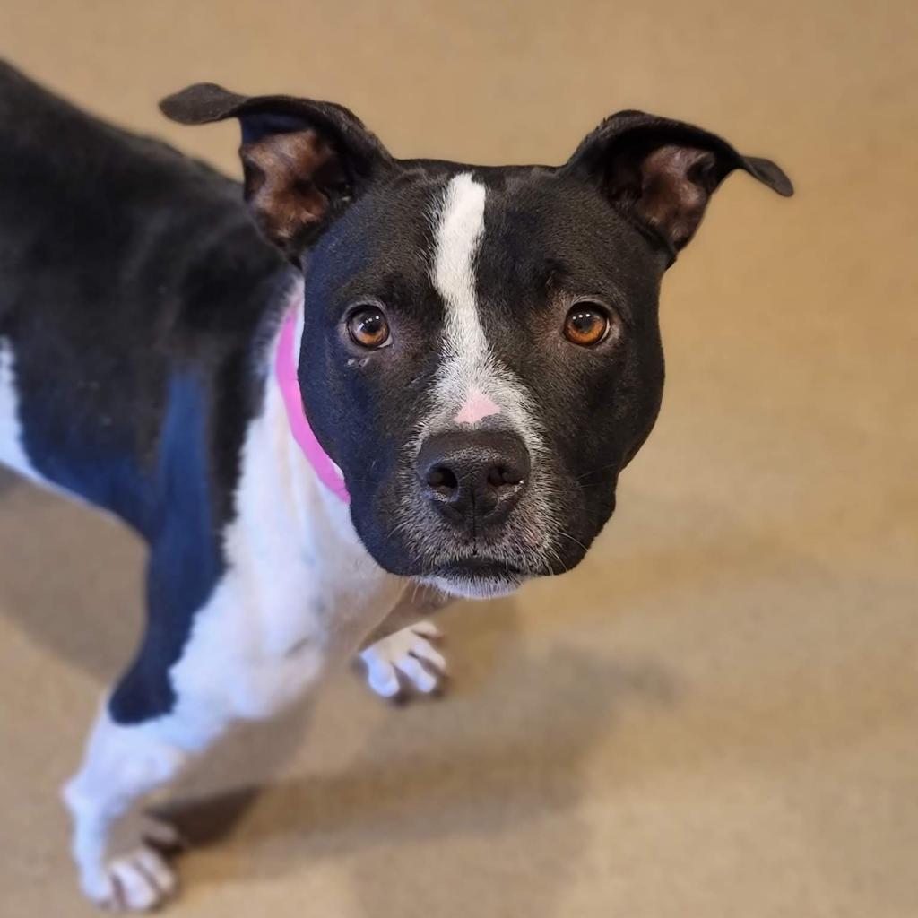 Available Pets at MAC - Available Pets at MAC -