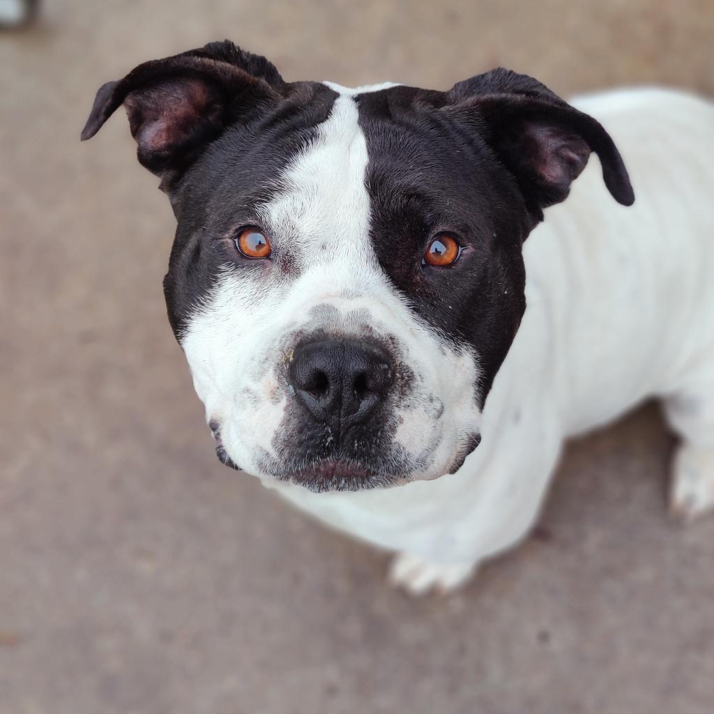 MARQ Adoptable Pets - Midwest Animal Resq MARQ Adoptable Pets - Midwest Animal Resq