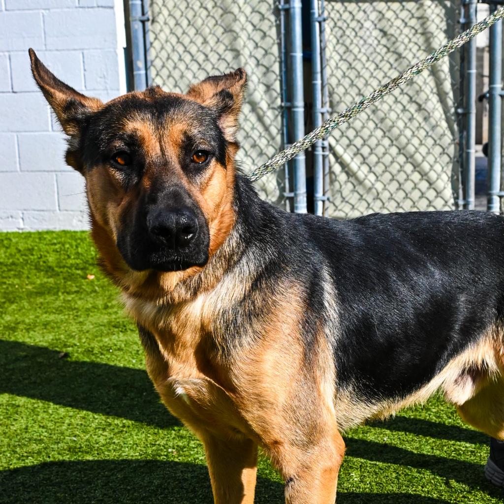 Adoptable | spcaLA Adoptable | spcaLA