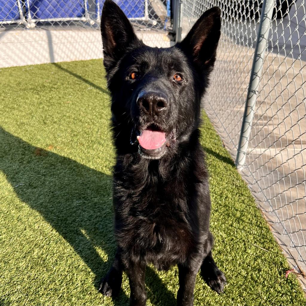 Adoptable | spcaLA Adoptable | spcaLA