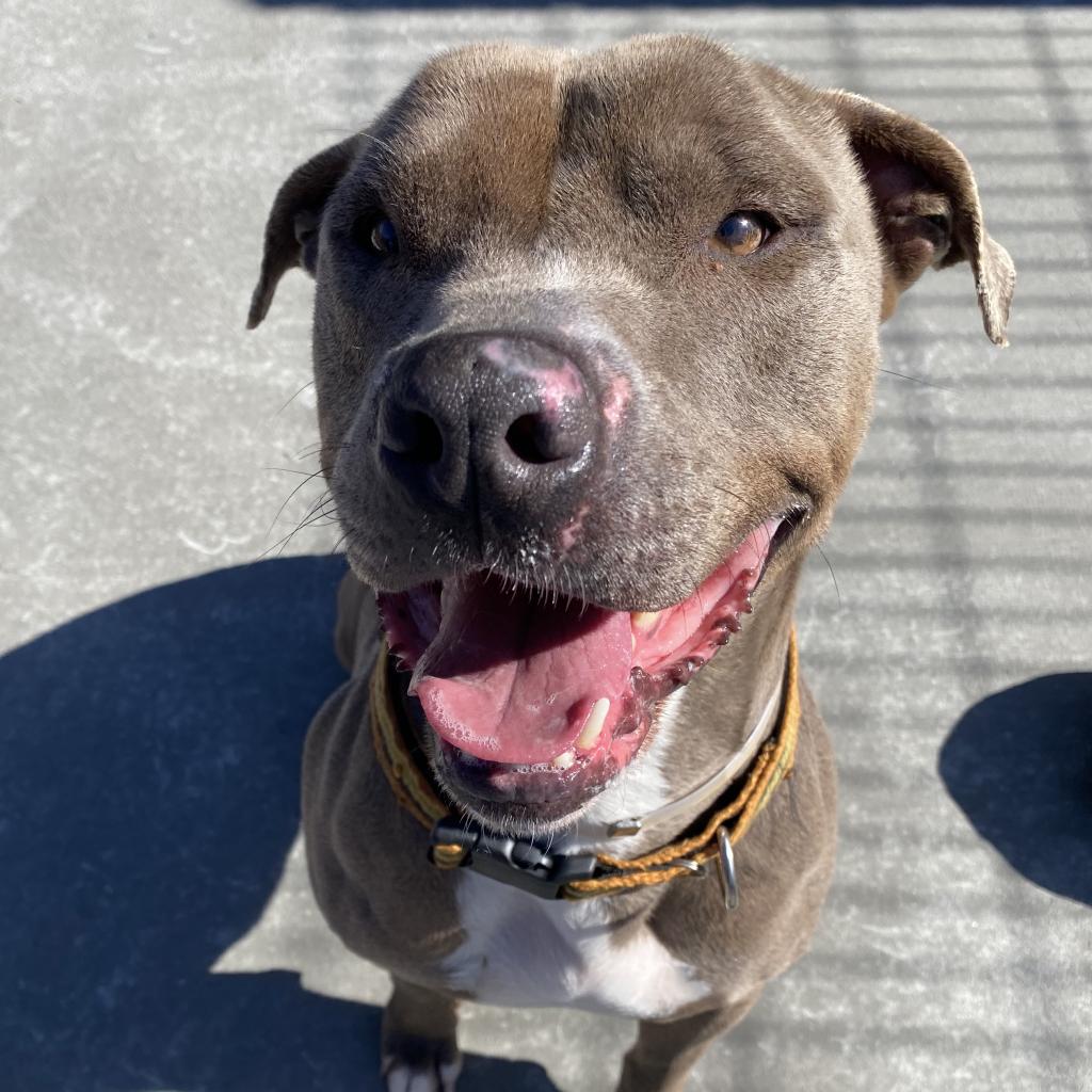 Adoptable | spcaLA Adoptable | spcaLA