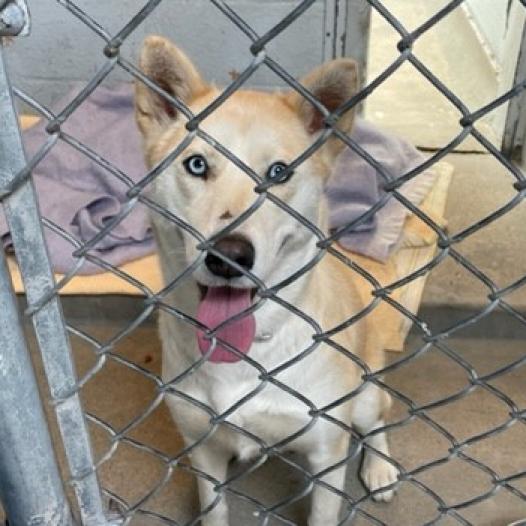 Adoptable | spcaLA Adoptable | spcaLA