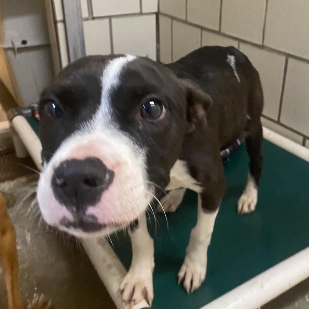 Adoptable Pets – Oktibbeha County Humane Society Adoptable Pets – Oktibbeha County Humane Society
