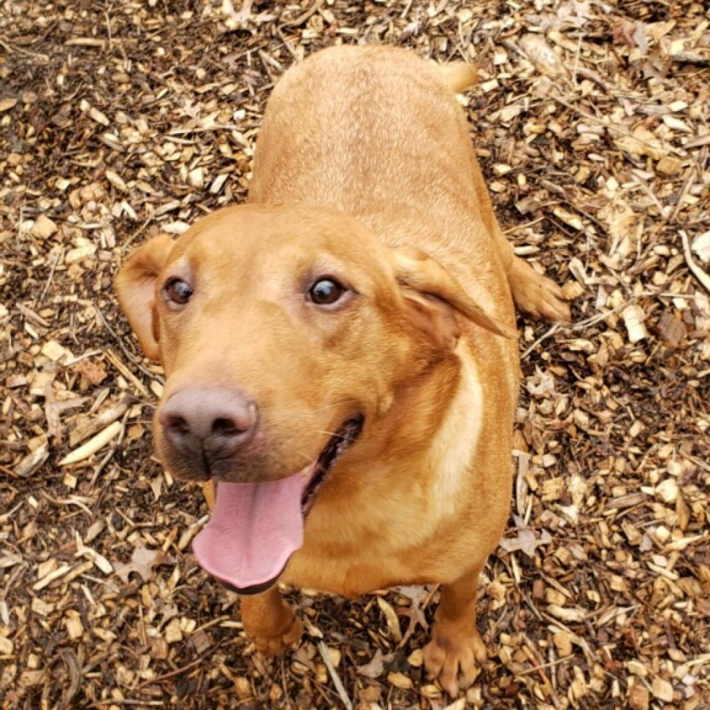 Phoenix animal top rescue petfinder