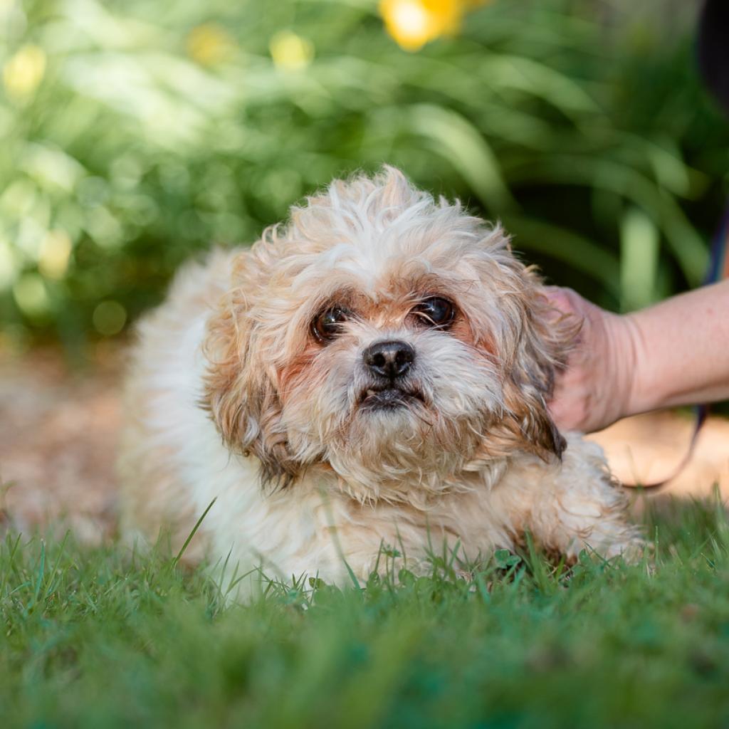 Bean phoenix animal rescue