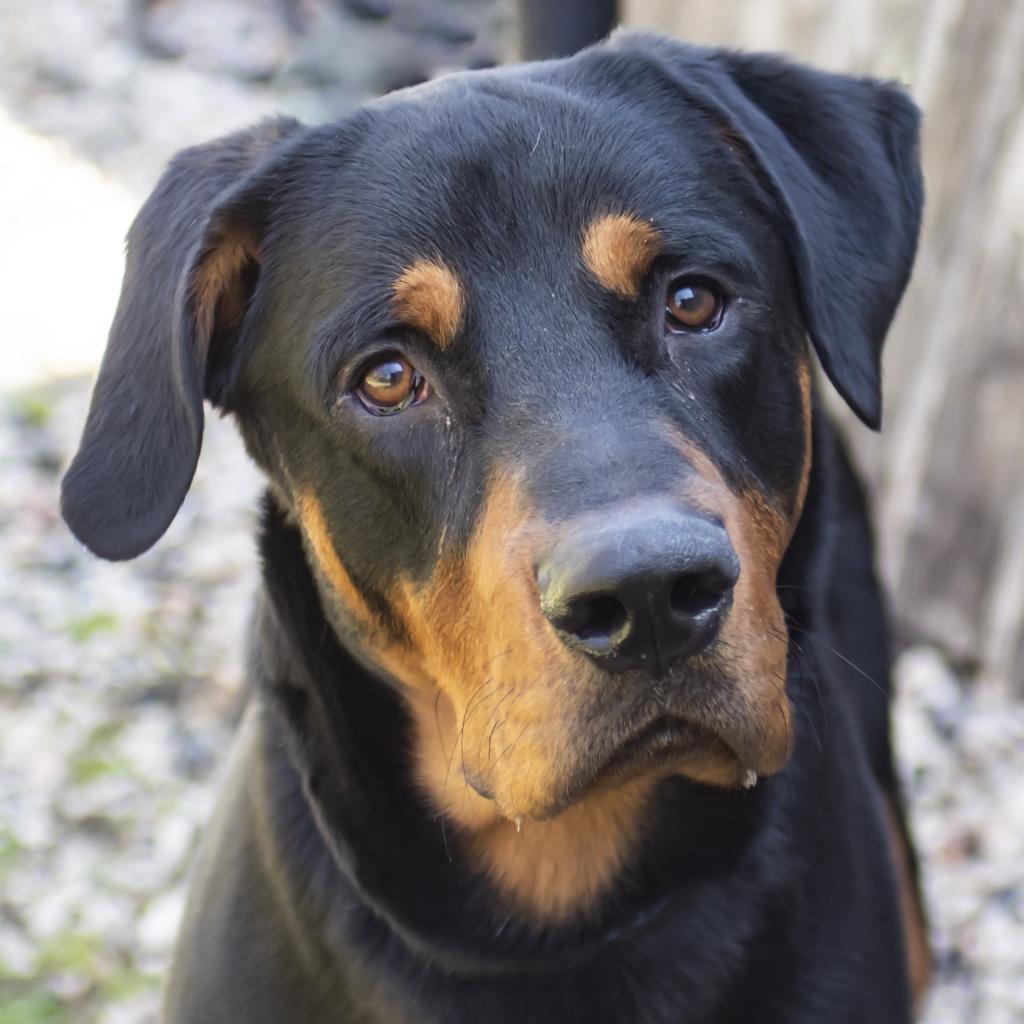 pet photo