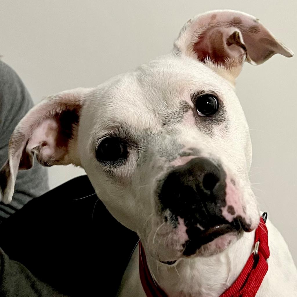 pet photo