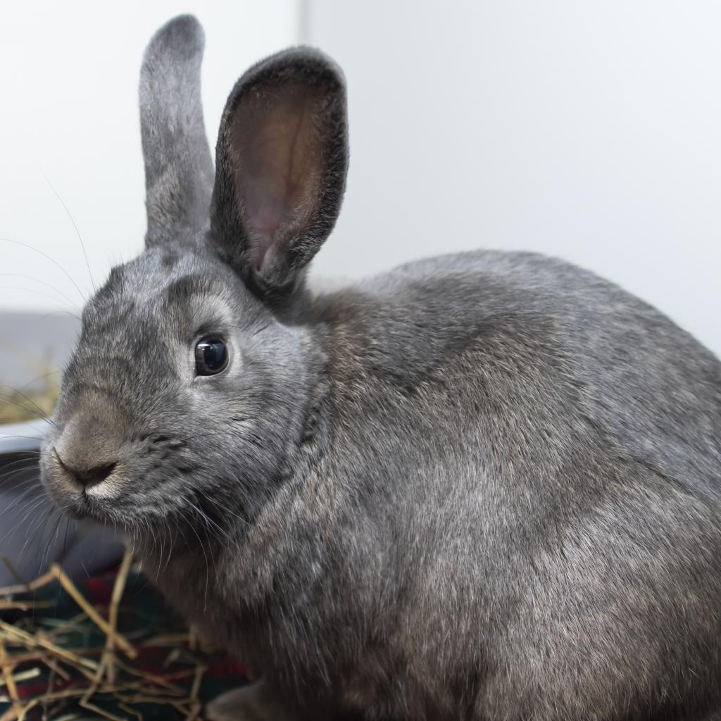 pet photo