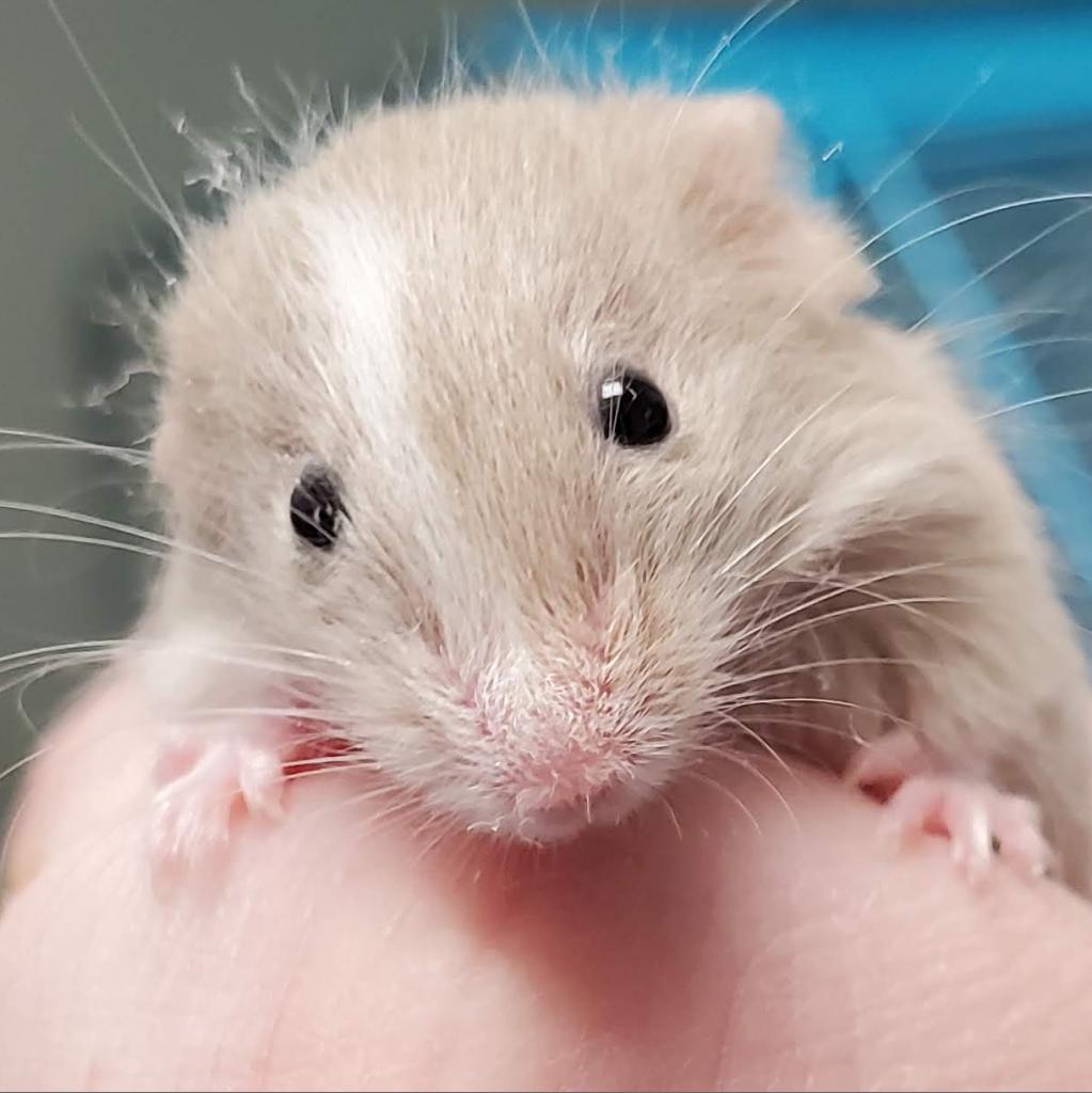pet photo