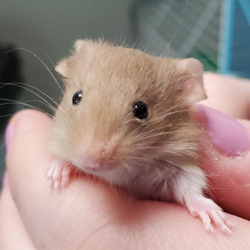 pet photo
