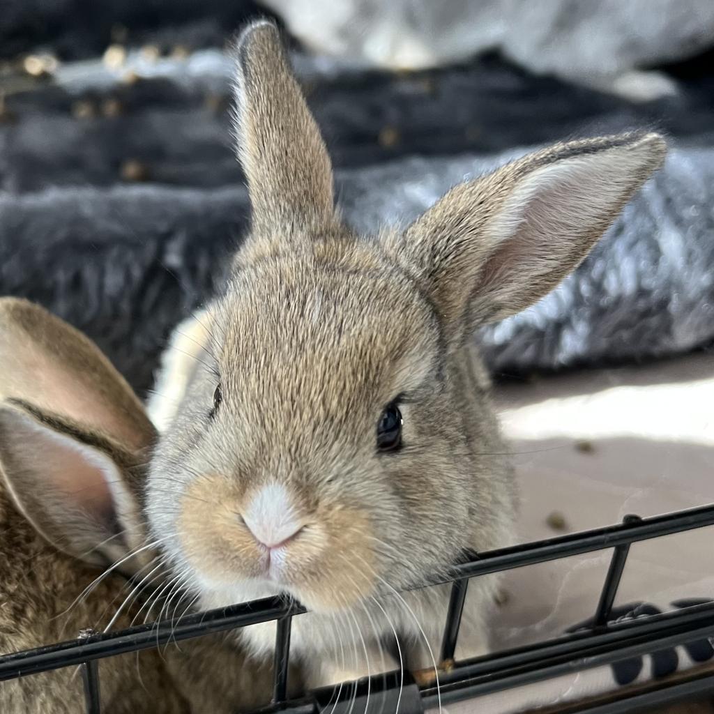 pet photo
