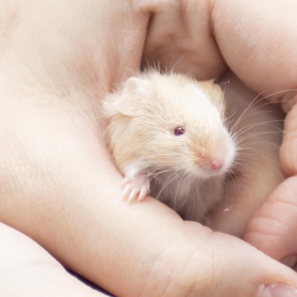 pet photo