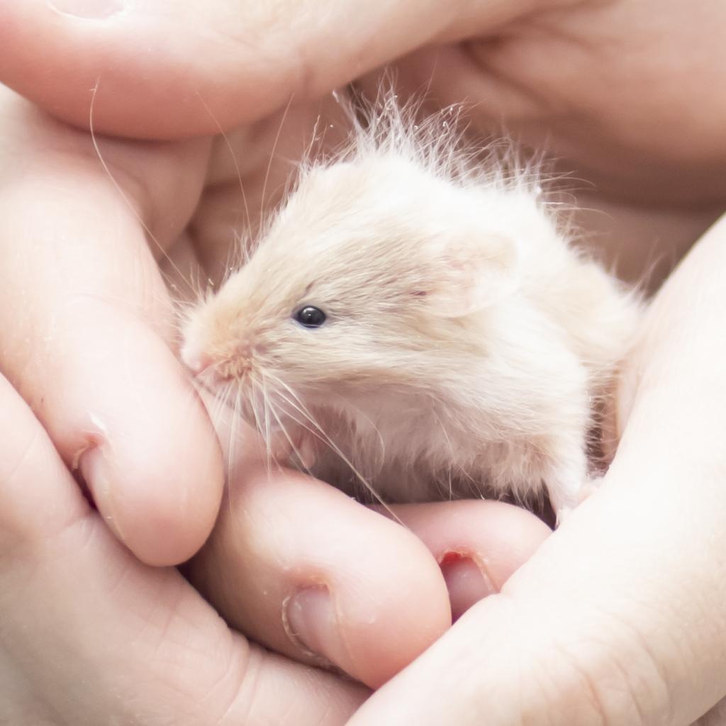 pet photo