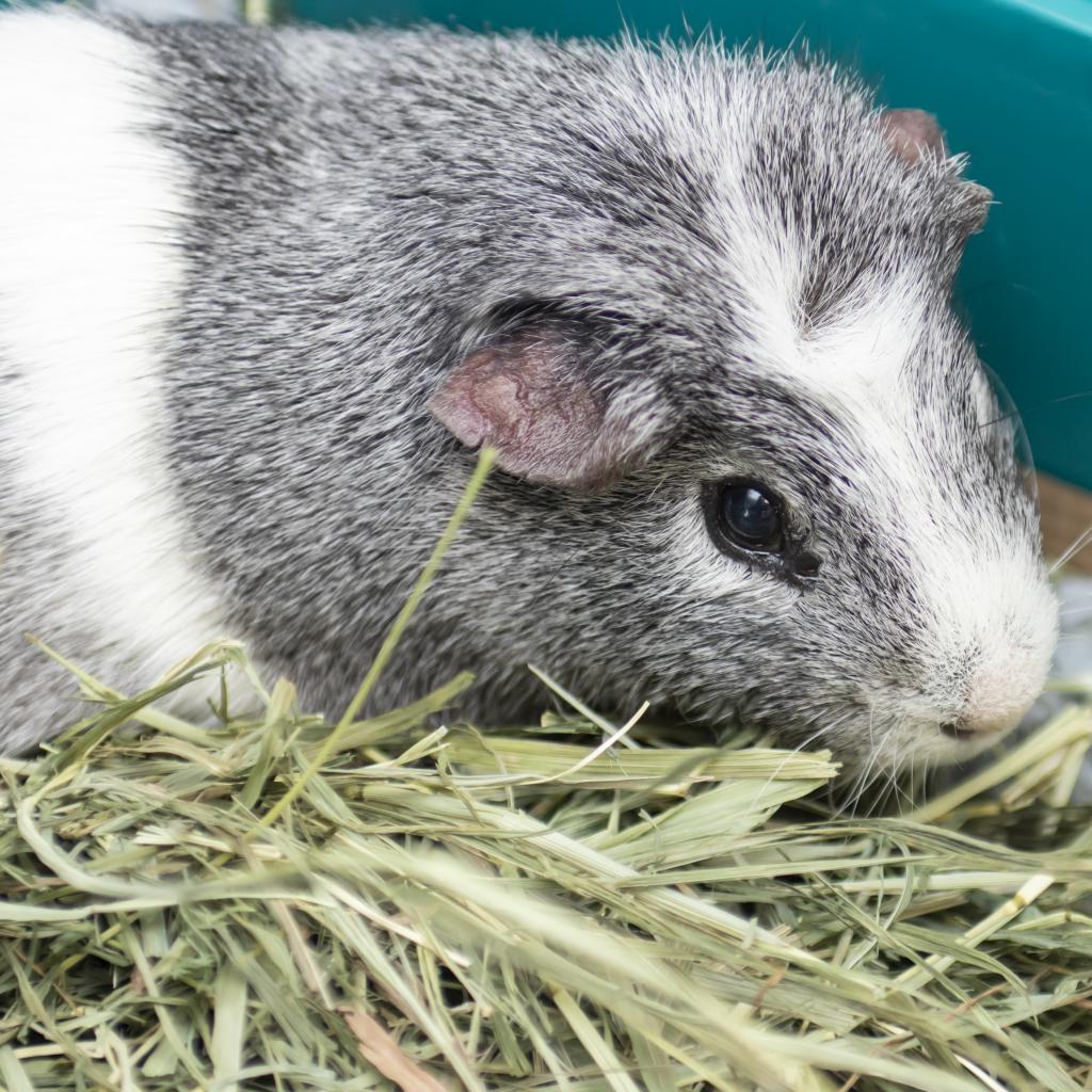 pet photo