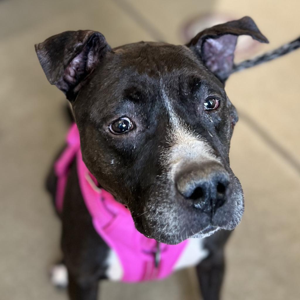 pet photo