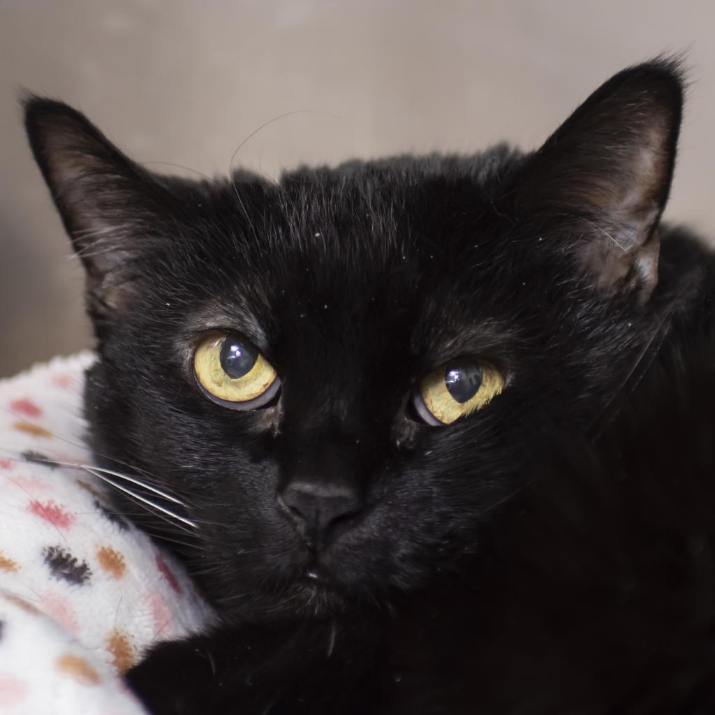 pet photo
