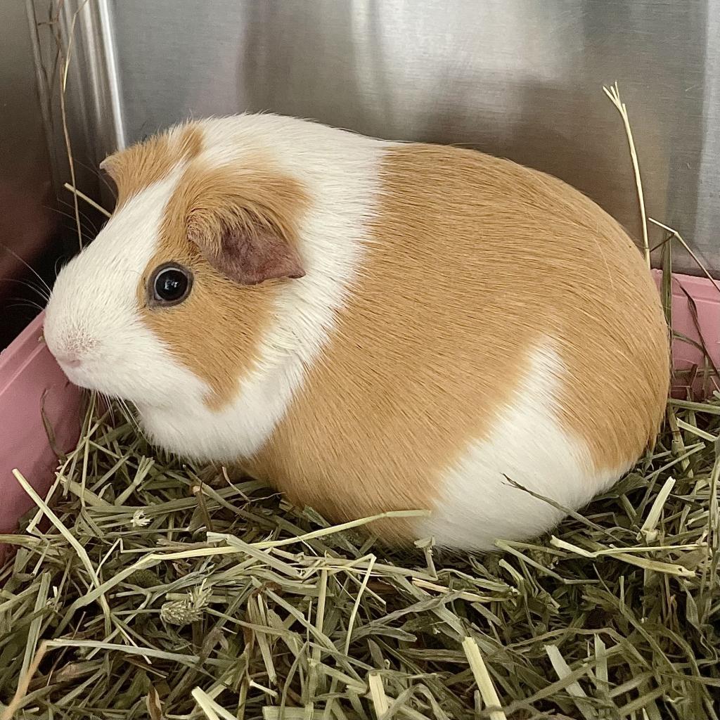 pet photo