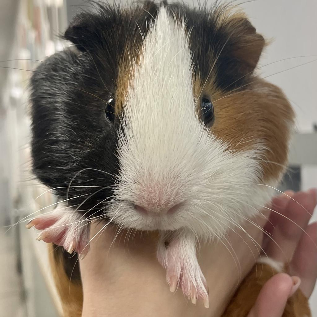 pet photo